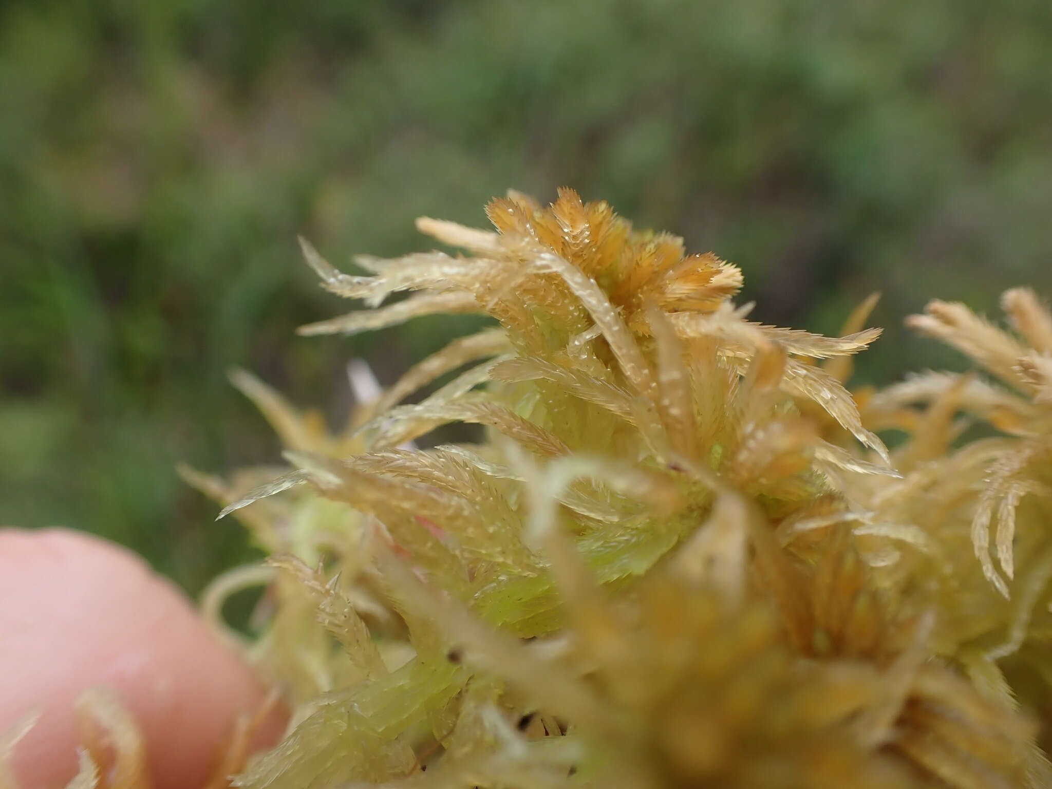 Image of Pacific sphagnum