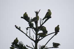 Image of Taiwan Green-pigeon