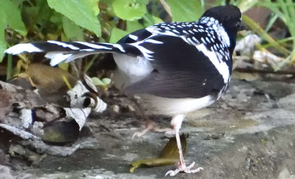 Image of Spotted Forktail