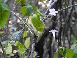 Image of Ruellia stemonacanthoides (Oersted) Hemsl.