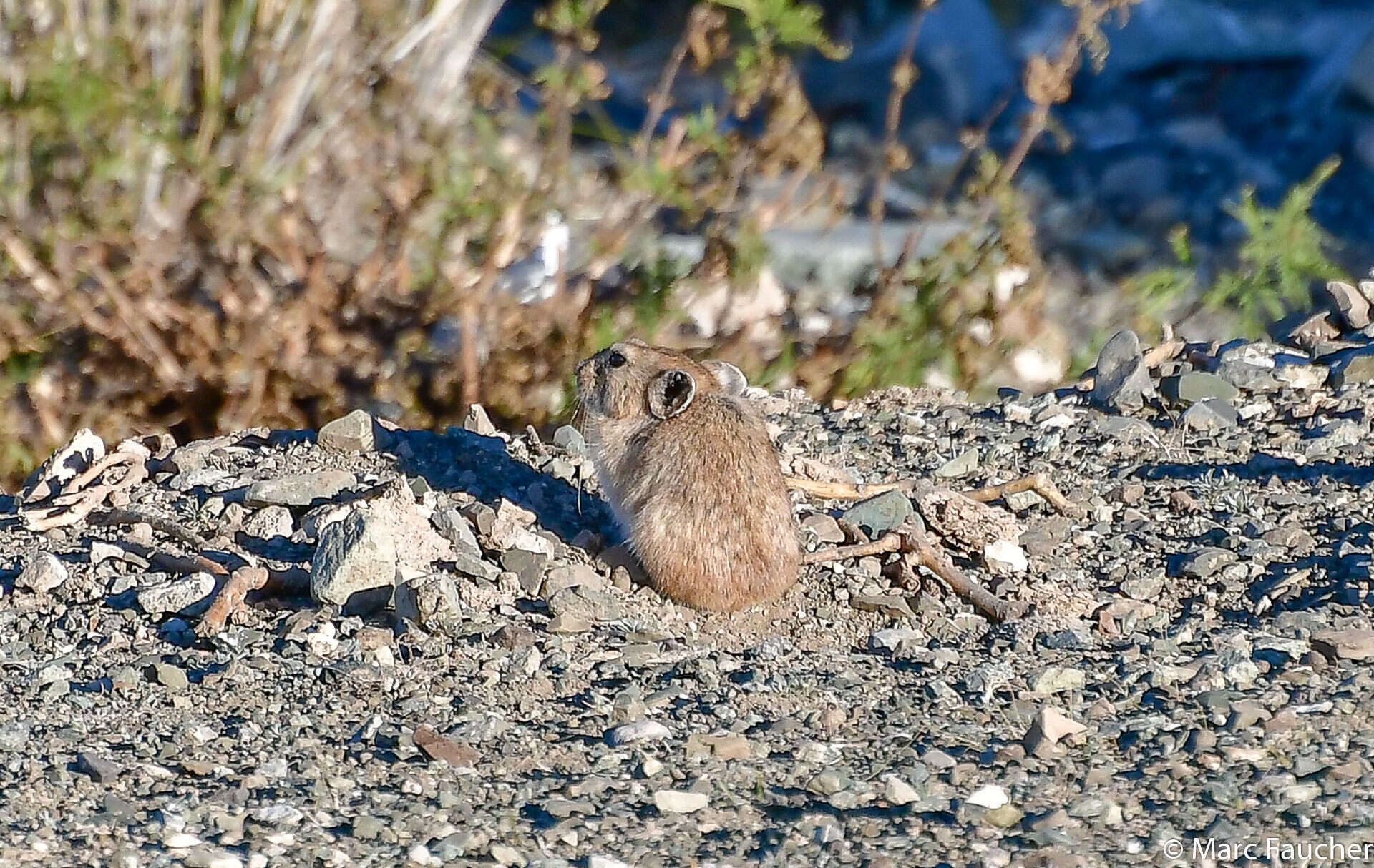 Image of Pallas’s Pika