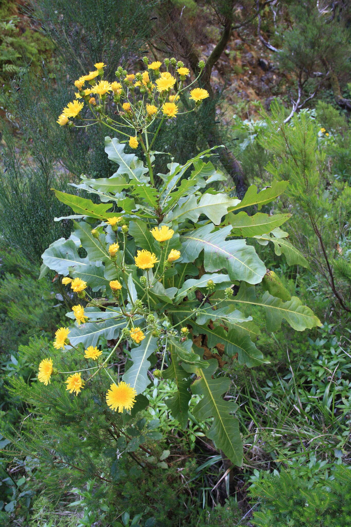 Image of Sonchus fruticosus L. fil.