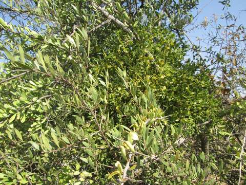 Image of Viscum rotundifolium L. fil.