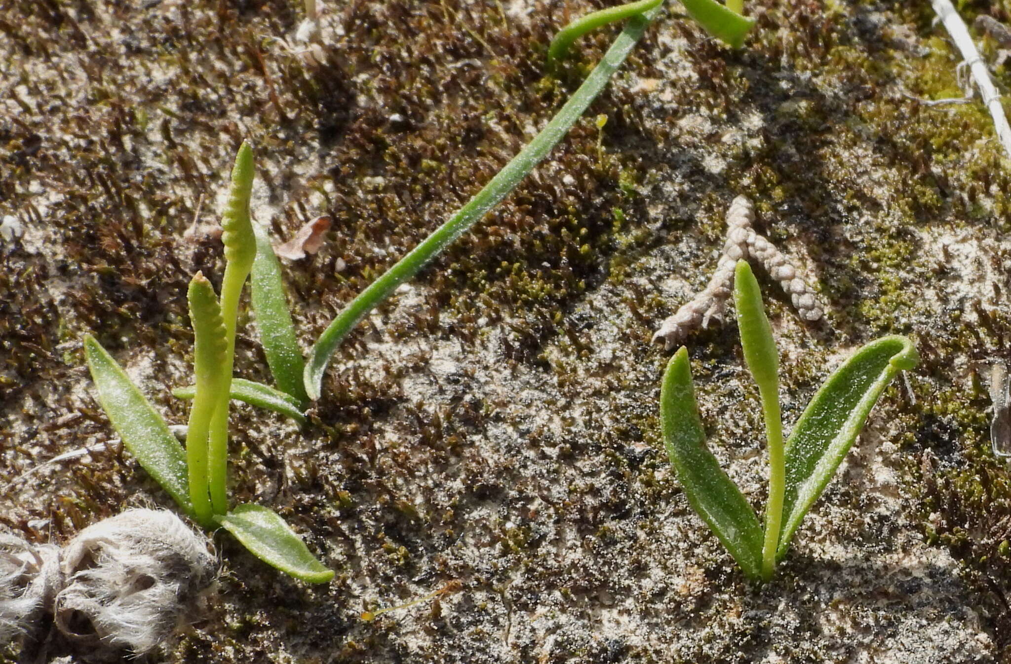 Image of Least Adder's-tongue