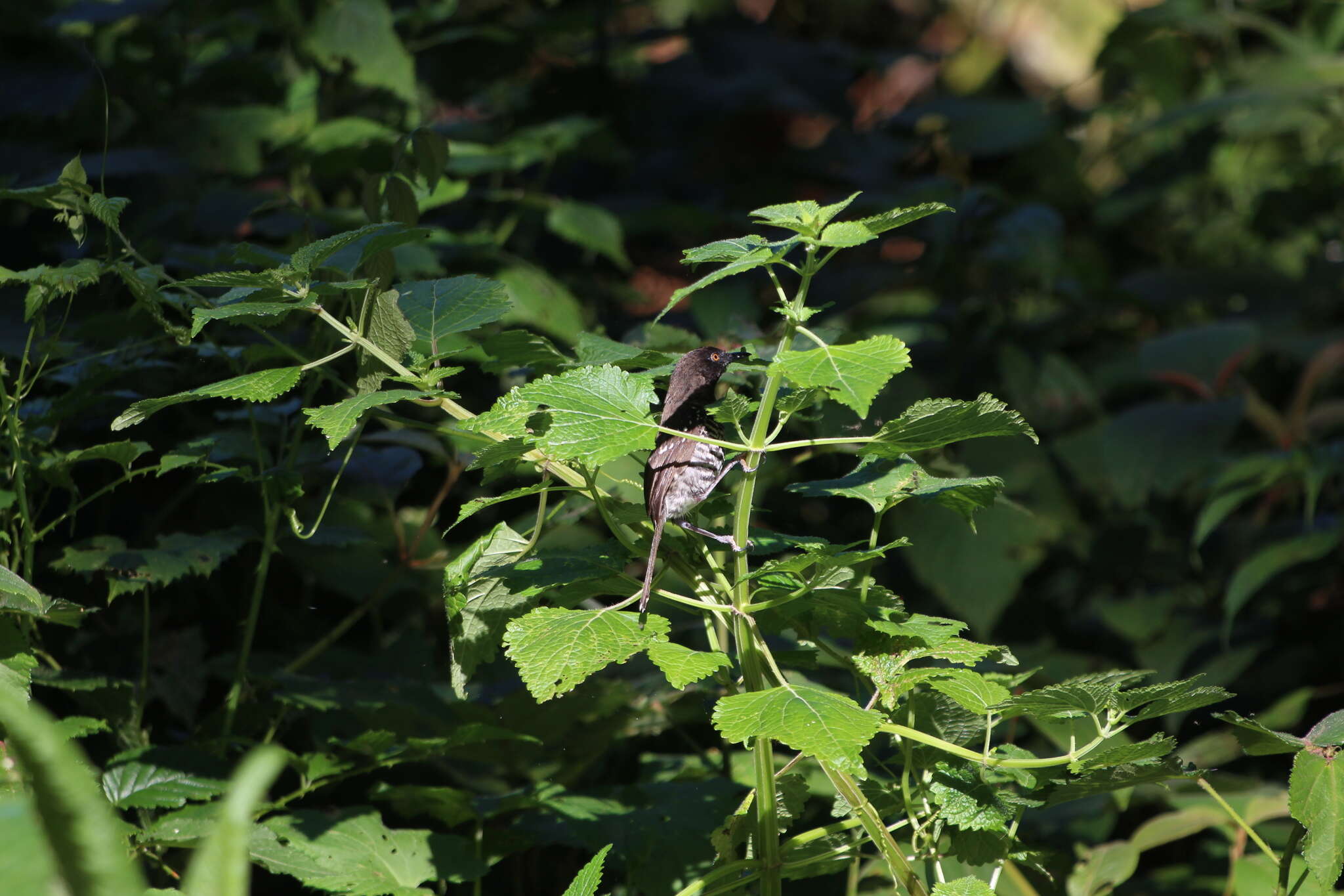 Image of Banded Prinia