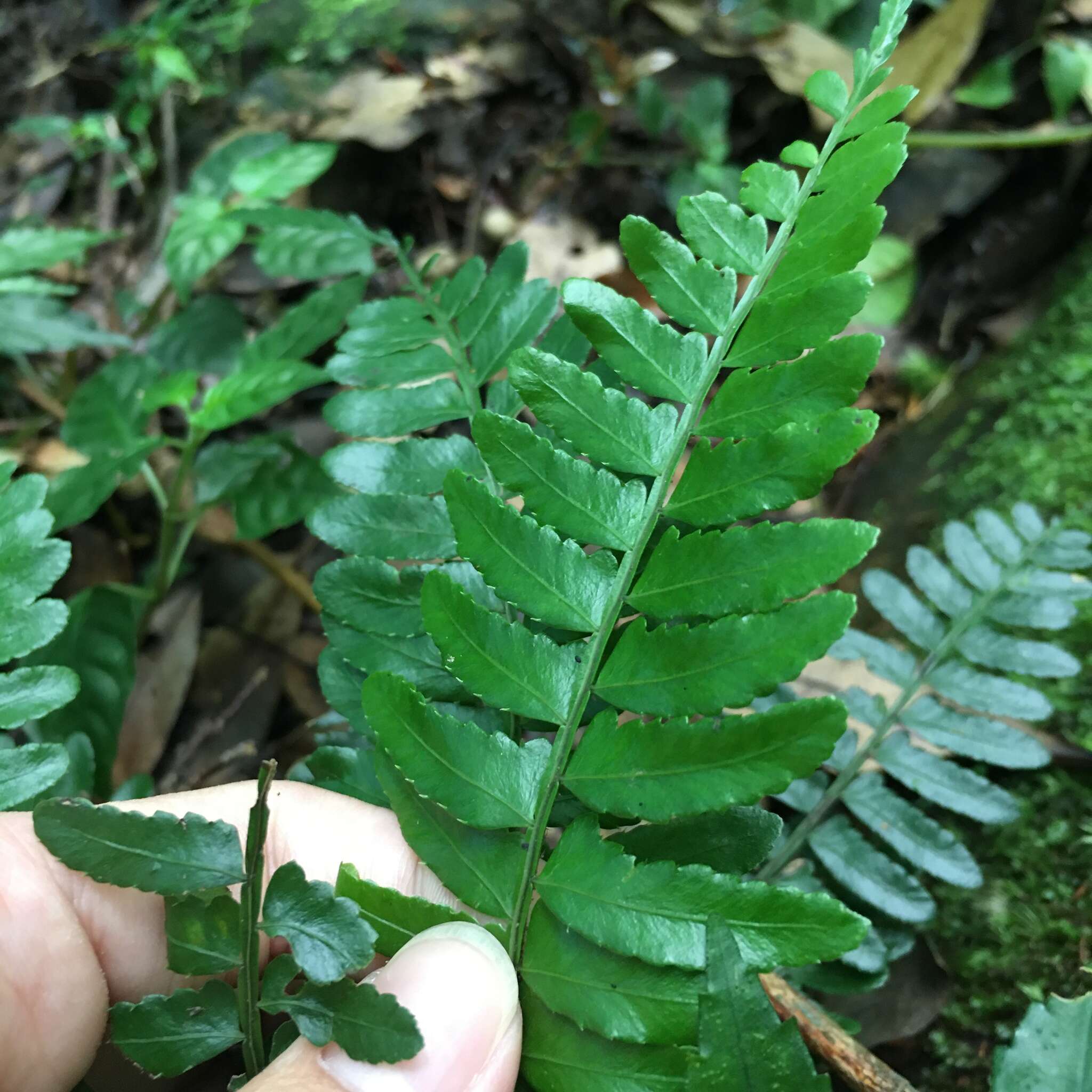 Bolbitis appendiculata (Willd.) Iwatsuki resmi