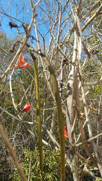 Plancia ëd Fernandoa madagascariensis (Baker) A. H Gentry