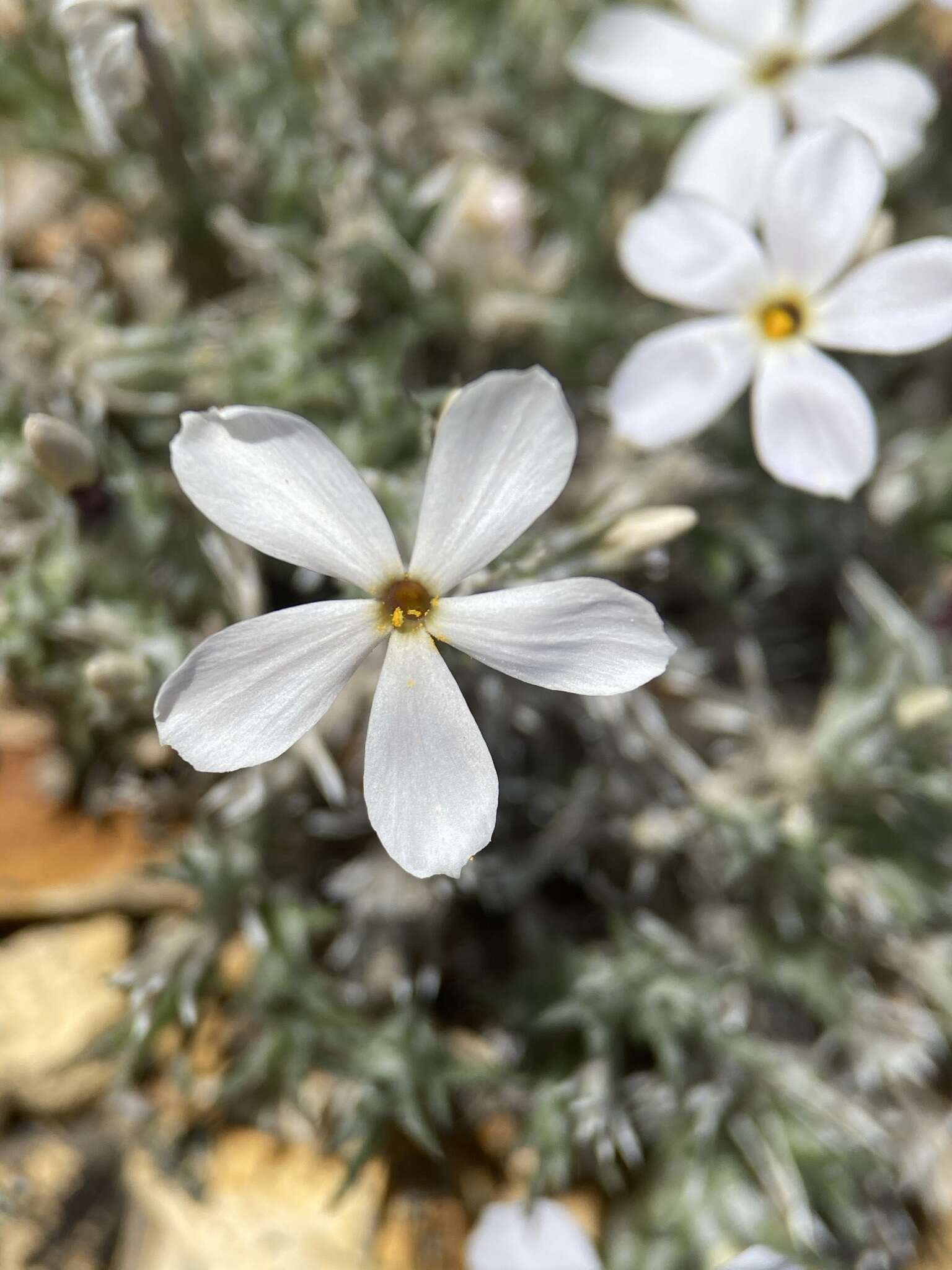 Image of carpet phlox