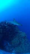 Image of Galapagos Shark