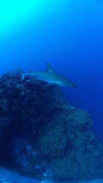 Image de Requin des Galapagos