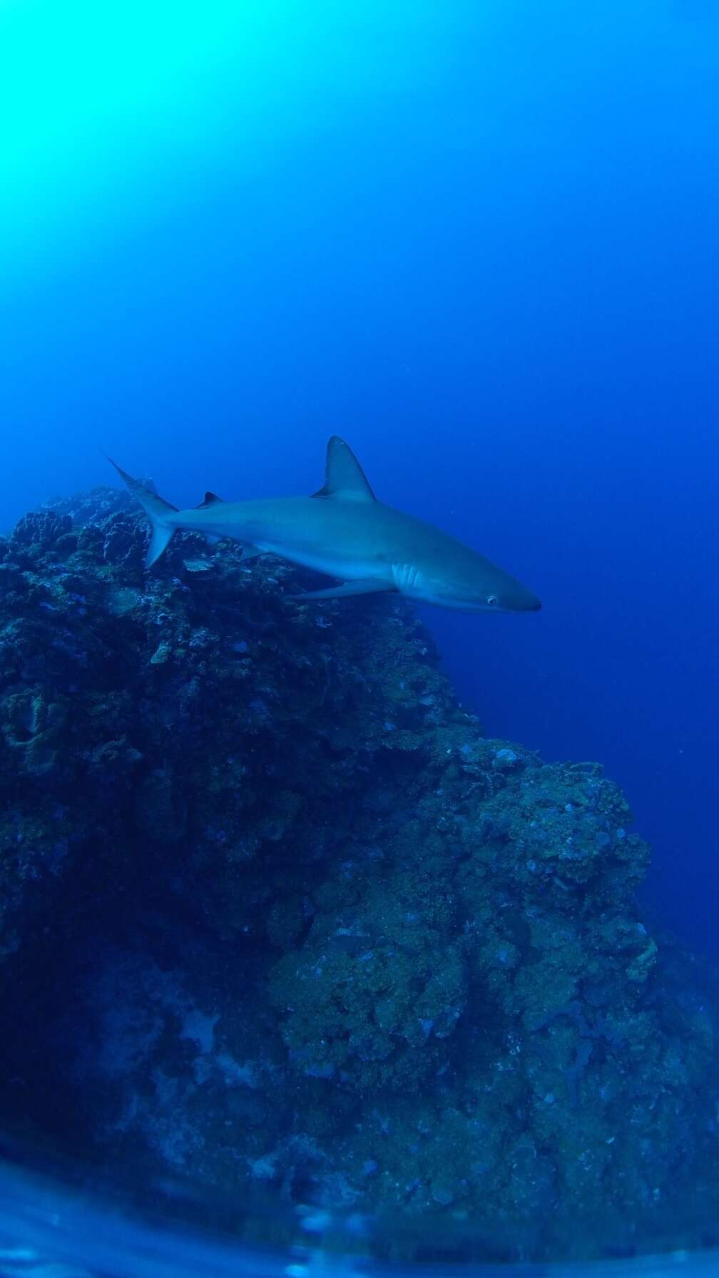 Image of Galapagos Shark