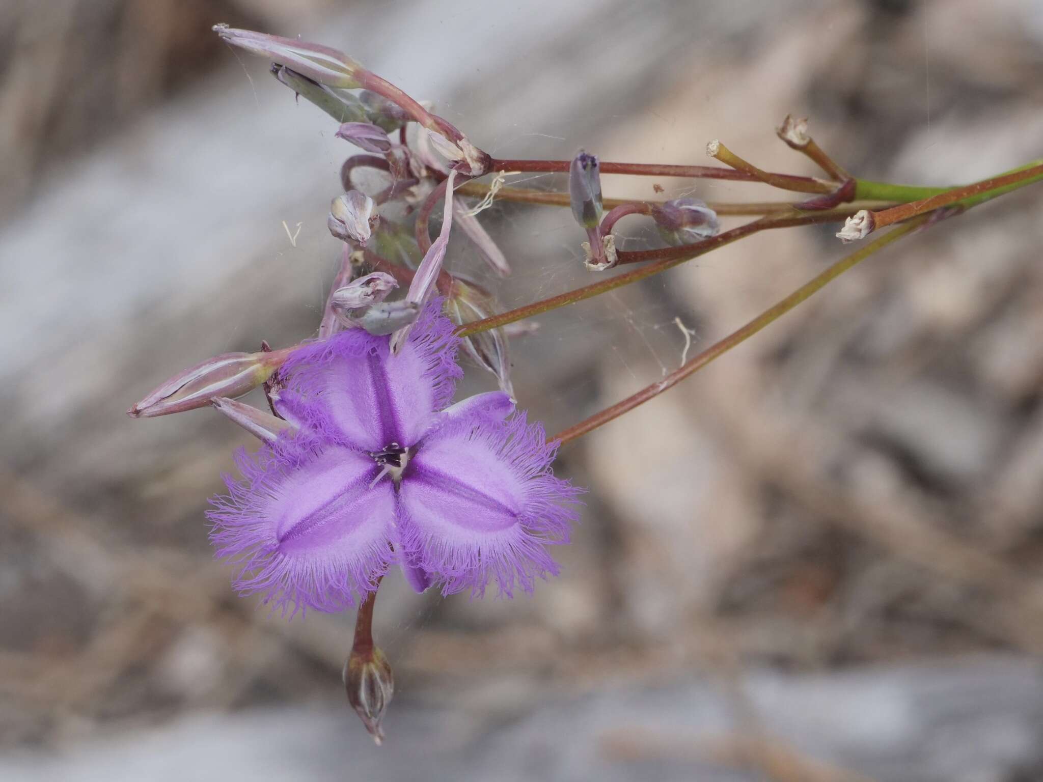 Image of Thysanotus thyrsoideus Baker