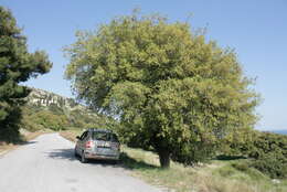 Image of Boz-Pirnal Oak