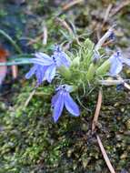 Image de Palmerella debilis subsp. serrata (A. Gray) Lammers