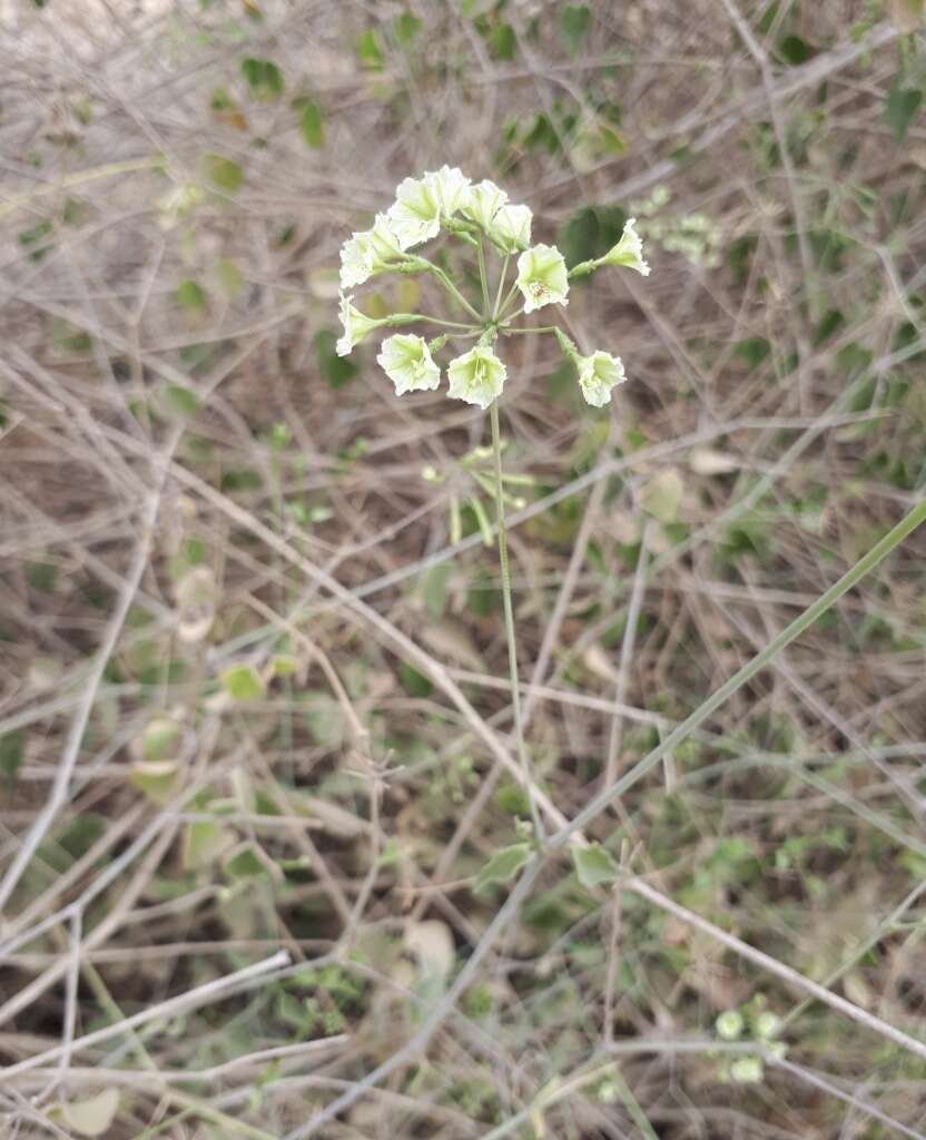 Image of Commicarpus scandens (L.) Standl.