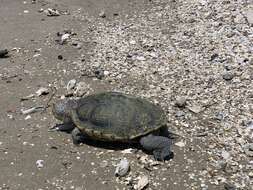 Image of Malaclemys terrapin littoralis (Hay 1904)