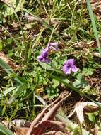 Image of Viola philippica Cav.
