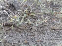 Image of Nepeta cyanea subsp. biebersteiniana (Trautv.) A. L. Budantsev