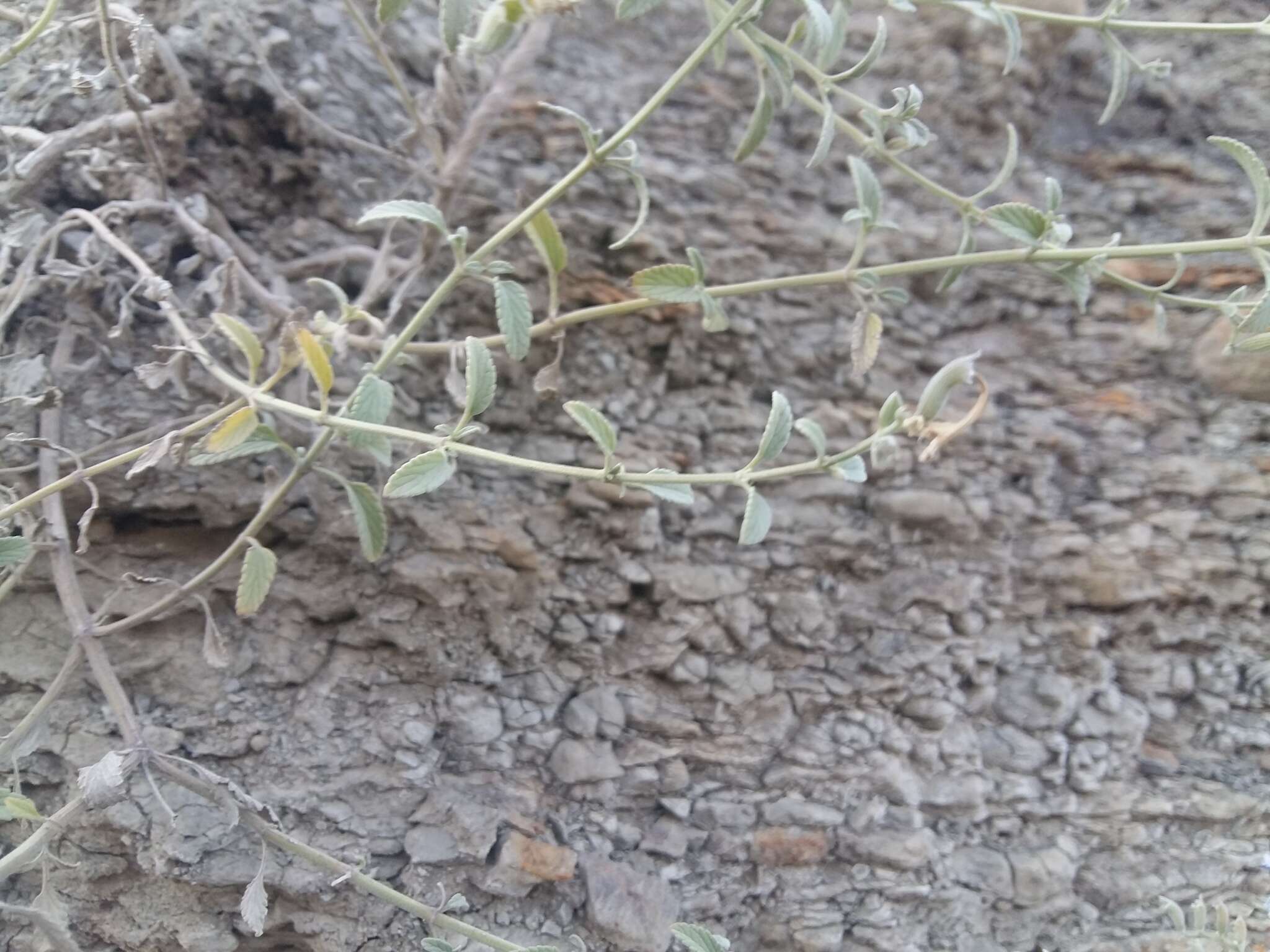 Image of Nepeta cyanea subsp. biebersteiniana (Trautv.) A. L. Budantsev