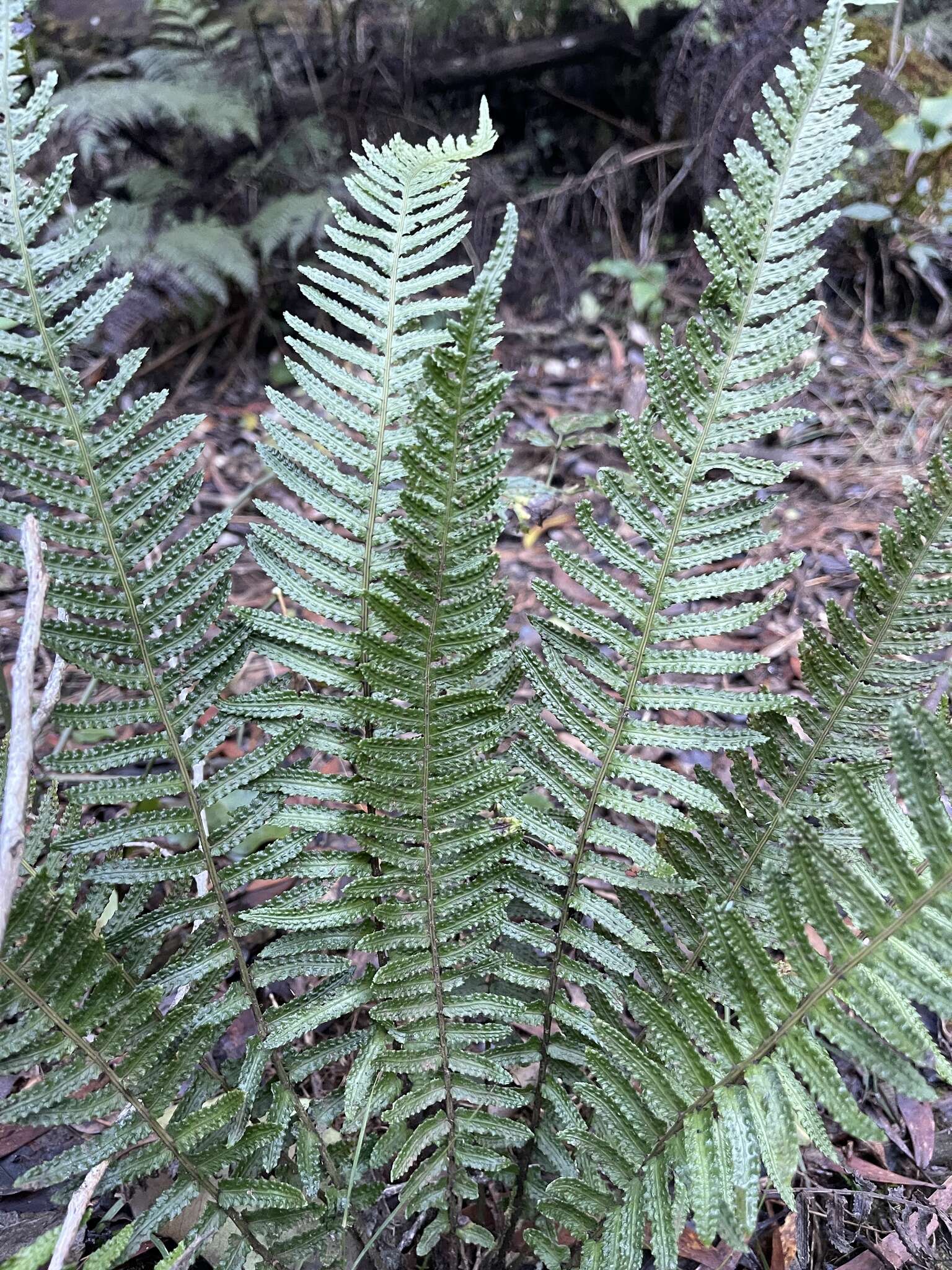 Image of Kunth's hacksaw fern