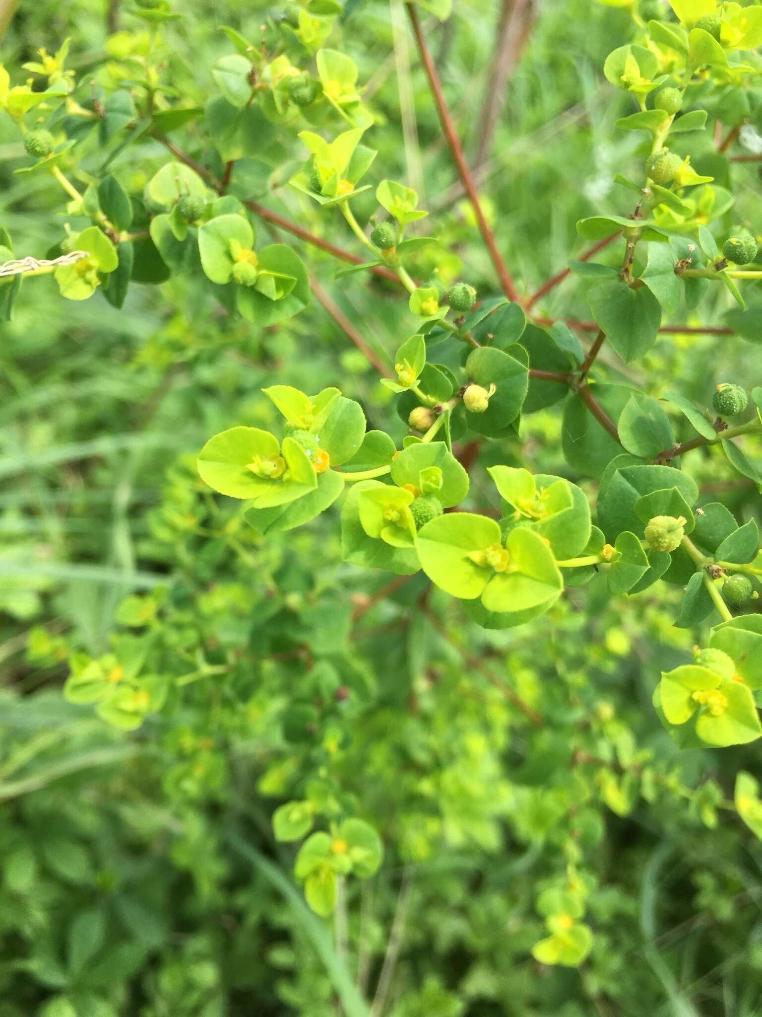 Euphorbia platyphyllos L.的圖片