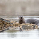 Image of Haida Gwaii River Otter