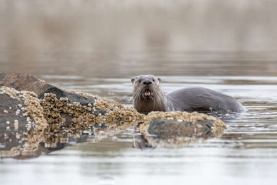 Plancia ëd Lontra canadensis periclyzomae (Elliot 1905)