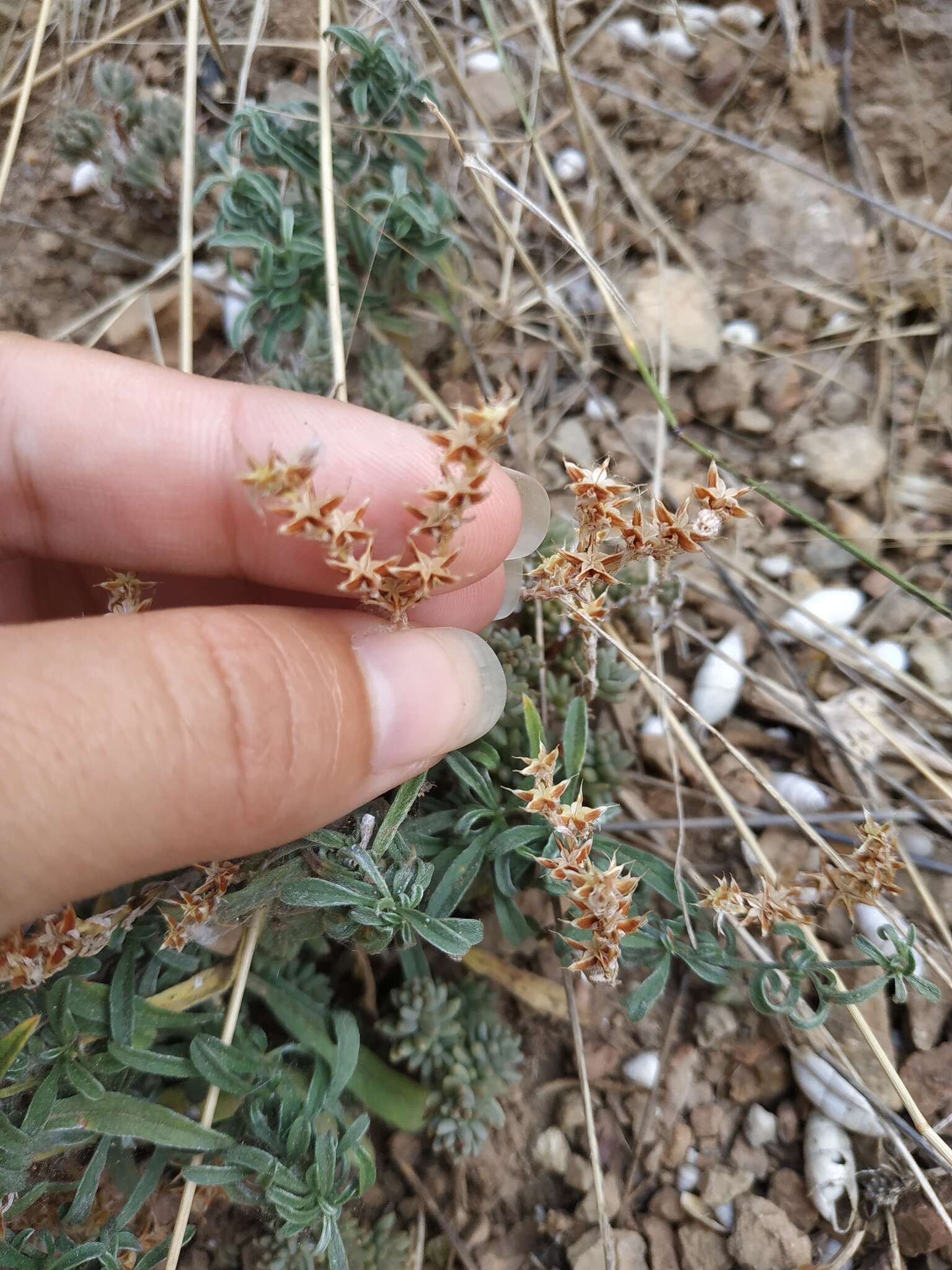 Image of Sedum urvillei DC.