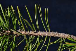 صورة Pinus remota (Little) D. K. Bailey & Hawksw.