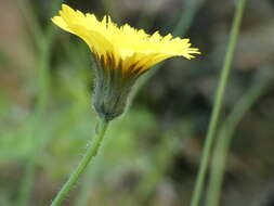 Hypochaeris laevigata (L.) Cesati resmi