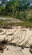 Image of Jamaican Crab Grass