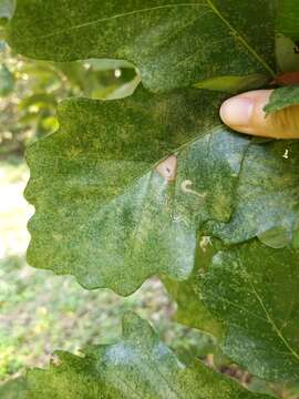 Sivun Stigmella saginella (Clemens 1861) Wilkinson et al. 1979 kuva