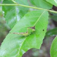 Image of Cerura erminea formosana