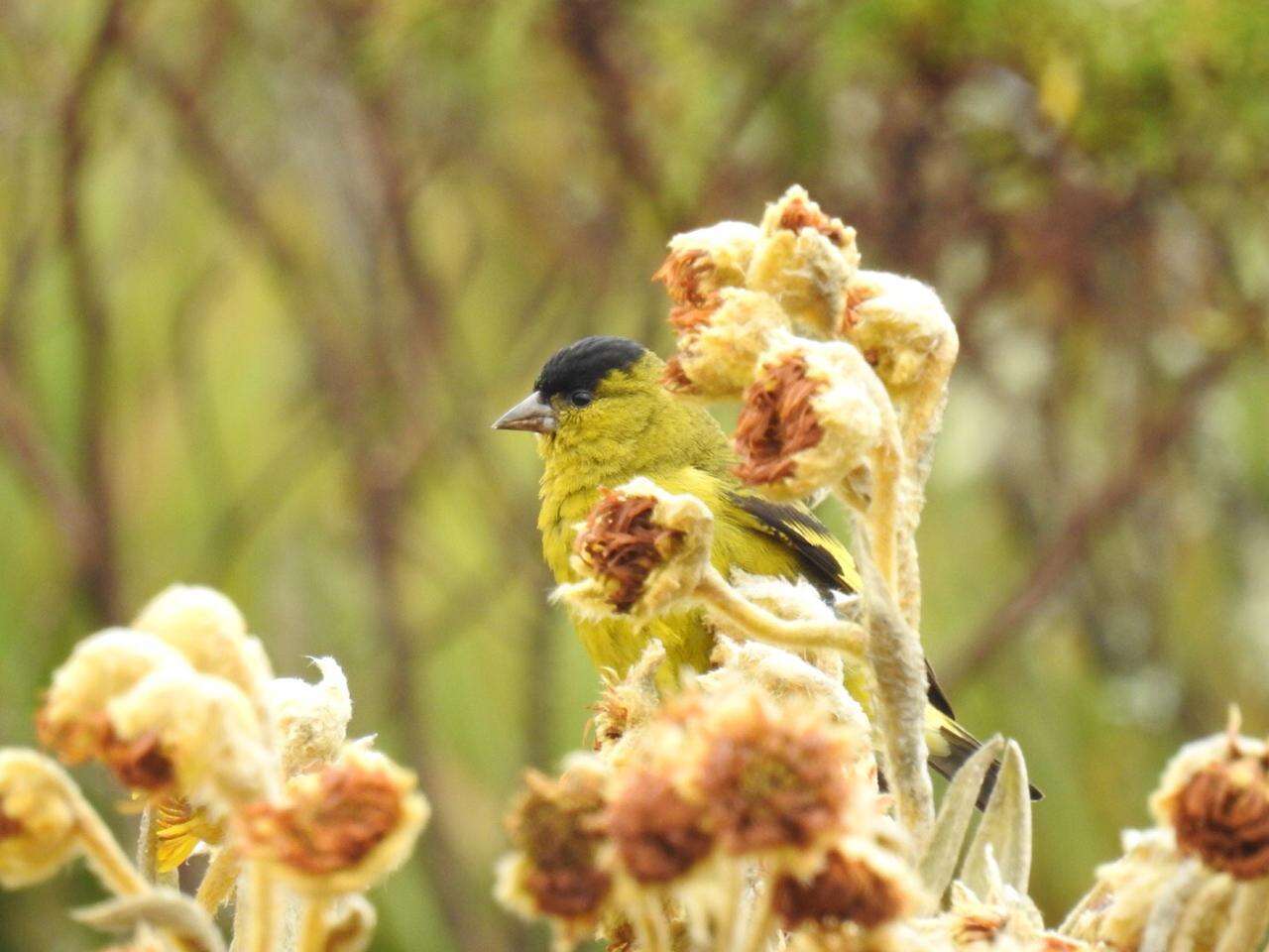 Spinus spinescens (Bonaparte 1850)的圖片