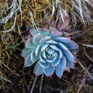 Image of Echeveria subalpina Rose & Purpus