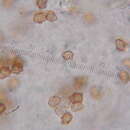 صورة Inocybe fulvilubrica Matheny, Bougher & G. M. Gates 2012