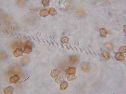 Image of Inocybe fulvilubrica Matheny, Bougher & G. M. Gates 2012