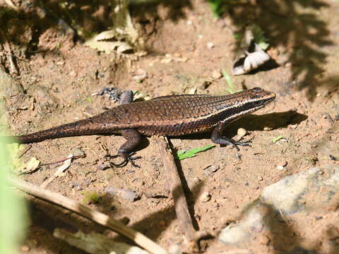 Imagem de Eutropis multicarinata (Gray 1845)