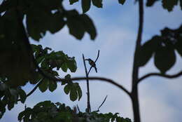 Image of Black-necked Aracari