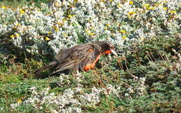 Image of Long-tailed Meadowlark