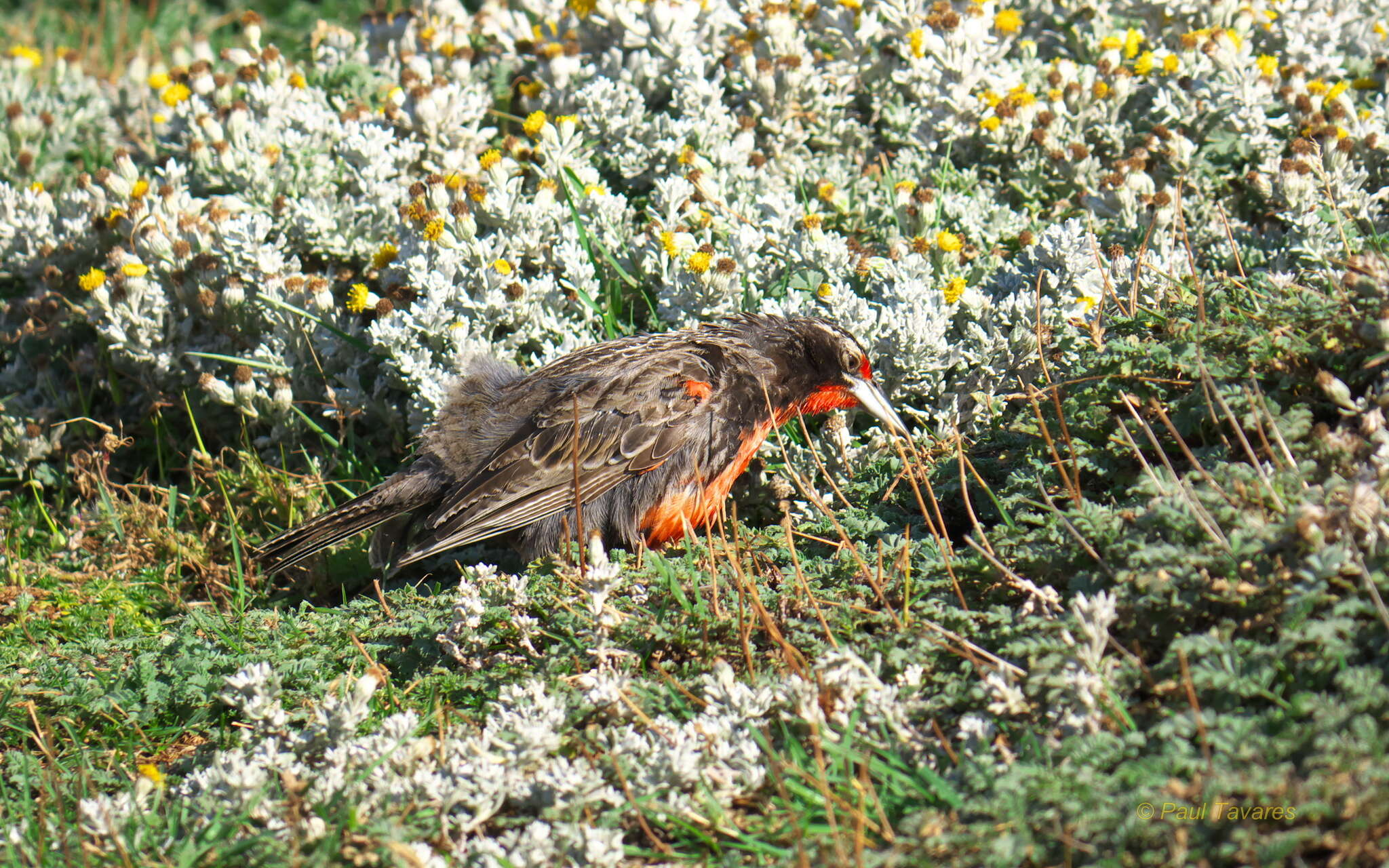 Image of Long-tailed Meadowlark