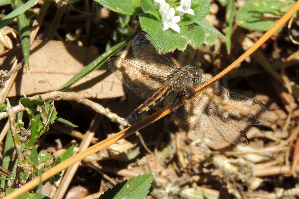 Image of Little Blue Dragonlet