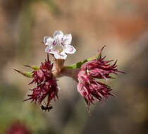 Image de Chorizanthe virgata Benth.