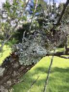 Image of hypotrachyna lichen