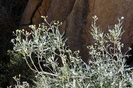 Image of Senecio cinerascens Ait.