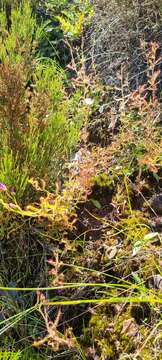 Image of Drosera liniflora Debbert