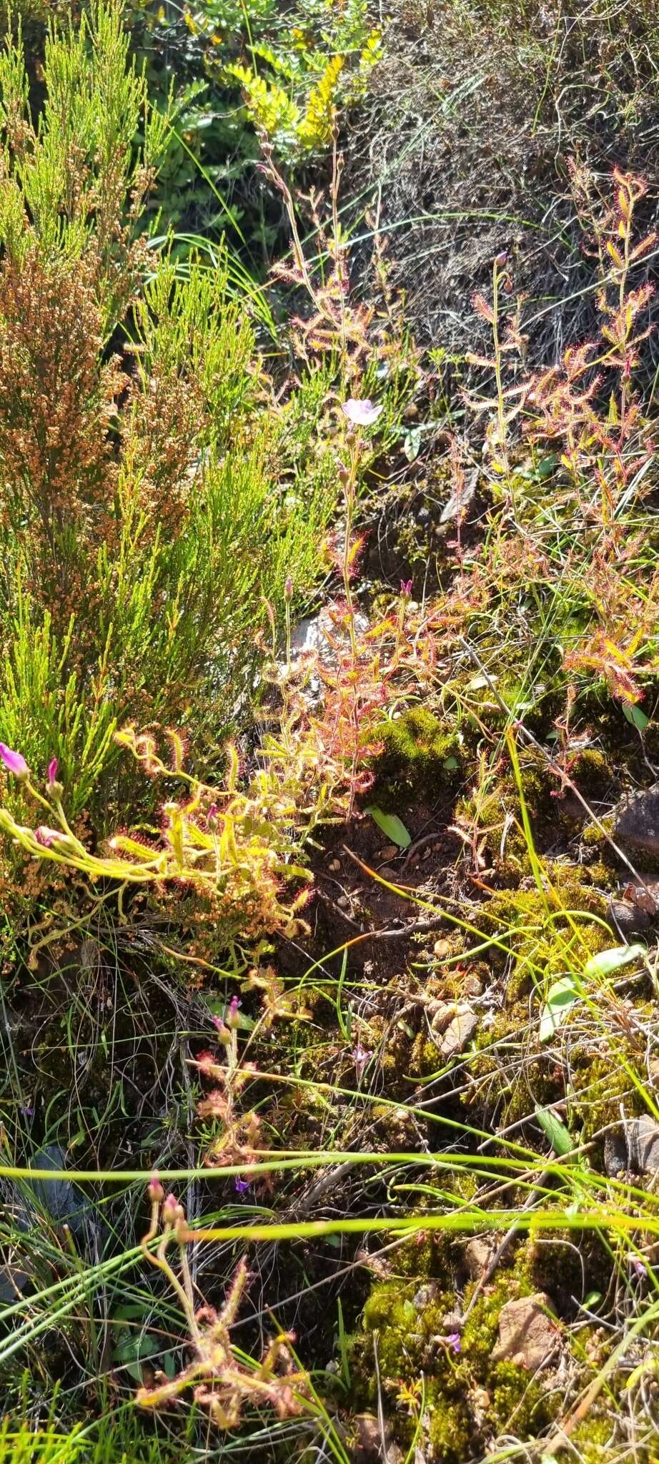 Image de Drosera liniflora Debbert