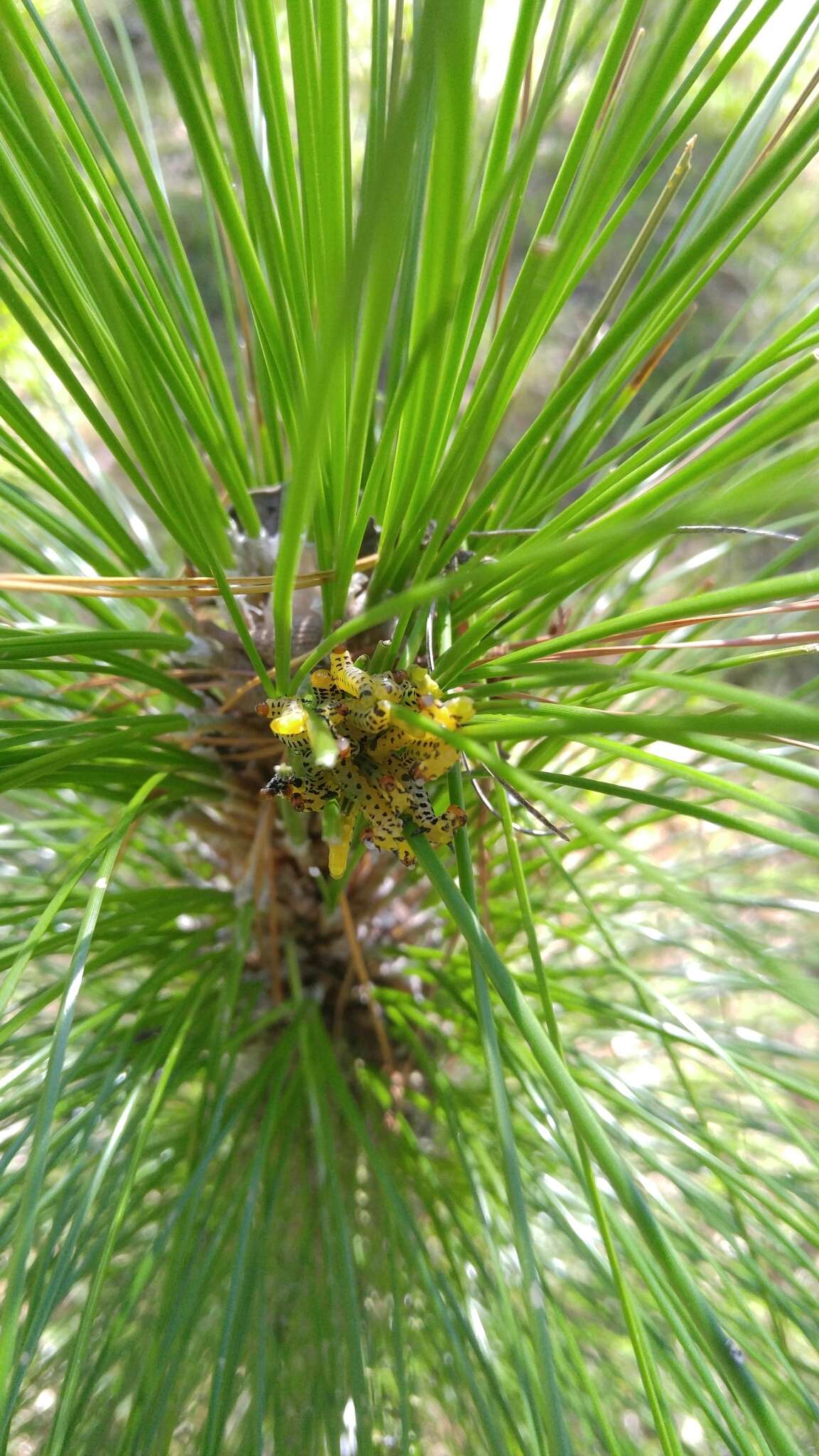 Image of Red-headed Pine Sawfly