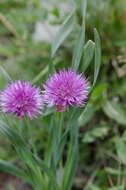 Image of Allium platyspathum Schrenk