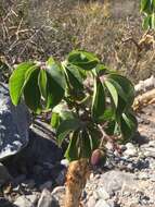 Imagem de Jatropha macrocarpa Griseb.